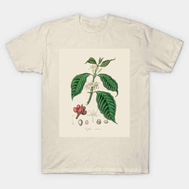 Coffee Bean Antique Botanical Illustration T-Shirt by Antiquated Art